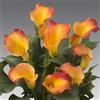 Generico Pianta di Calla Zantedeschia H 40cm vari colori (arancio)
