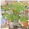 SVI Fresco Pseudobombax ellipticum, (Pennello da barba Albero Caudex Bonsai Bombax Seed) 5 Seeds