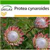 SAFLAX - Protea re - 5 semi - Con substrato - Protea cynaroides