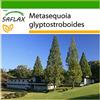 SAFLAX - Abete d'acqua - 60 semi - Con substrato - Metasequoia glyptostroboides