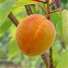 Generico Albero di Albicocco, Pianta da Frutta, Età 2-3 Anni, Altezza 130-150 cm (Caldesi)