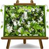 EURO PLANTS VIVAI Gelsomino Rhyncospermum Jasminoides Piante Rampicanti su Vaso da 22 cm Altezza 180 cm