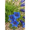 Generic 15 graines de fleurs de Gentiana Acaulis Kochiana sans tige bleue, peigne S/H: graines