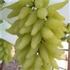 VJIDOSO Rizomi d'uva,resistenti,uva a tavoletta,acquista viti,Gratis e fragrante,rare,Rizomi d'uva coltivazione,Decorazioni da giardino,Bellissima,Piantare la vite.-1knolle-G