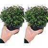 Carbeth Plants 2 x grandi timo - Silver Queen - piante di limone in un vaso da 14 cm - piante verticali e cespugliose