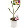 POWERS TO FLOWERS - PLUMERIA FRANGIPANI DIVINE, altezza 50cm, vaso 18, pianta vera