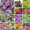 Generic Semi di campane di corallo Heuchera semi aromatiche da giardino biologici selvatici, perenni, resistenti all'inverno decorazioni per il soggiorno primaverili 600semi