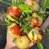 Generic Semi di giuggiola cinese - (jujuba) biologici, giardino varietà antiche esotici perenni 10pcs