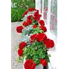 Generic 50 pezzi/sac géranio rouge semi raro semi bonsaï fleur plante perenne pélargonium Peltatum semi intérieur chambre dans le jardin de la maison 5