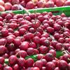 Generic semi di tamarillo biologici perenni colonnari estremamente resistenti biologici giardino interno 40pcs