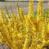 le Georgiche Vivai le Georgiche - Pianta vera di Forsythia x intermedia Nimbus Forsizia 'Nimbus' - vaso Ø 18 cm - altezza alla vendita 20-30 cm
