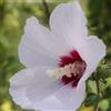 le Georgiche Vivai le Georgiche - Pianta vera di Hibiscus syriacus French Point Hibiscus syriacus 'Minfren' Ibisco, Rosa di Sharon - vaso 6 Litri - Quadrato