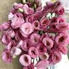 Generic Semi di Lisianthus, semi di d'appartamento resistenti per il giardino resistenti all'esterno 80pcs