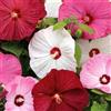 le Georgiche Vivai le Georgiche - Pianta vera di Hibiscus moscheutos Galaxy Ibisco - vaso Ø 18 cm