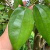 Generic Semi di cannella - sempreverdi resistenti Cinnamomum cassia - semi di medicinali resistenti all'esterno selvatiche prodotti sostenibili re un 25pcs