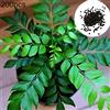 Generic 200 semi per semi di curry per donne, uomini, bambini, principianti, giardinieri:Seeds