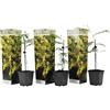 Plant in a Box - Acacia dealbata Mimosa - Set di 3 - Vaso 9cm - Altezza 25-40cm