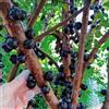 Generic Semi dell'di Jabuticaba, giardino roccioso sono resistenti Plinia cauliflora, colonnari, verdi 100pcs