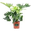 eGarden.store Pianta di Filodendro Philodendron Selloum o Philodendron Bipinnatifidum Shangri La pianta ornamentale da esterno e interno pianta vera venduta da eGarden.store