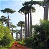 Generic 50 pz Semi dell'albero di baobab piante in vaso fuori dai semi di alberi resistenti Acquistare Baobab, Adansonia digitata, Albero dei bonsai da giardino, semi di piante d'appartamento
