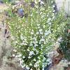 Generic semi resistenti all'erica rare, decorazione del soggiorno di erica resistenti all'esterno Decorazione da giardino per esterno, balcone 25pcs