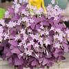 Generic semi di oxalis triangularis - resistenti giardino perenni biologici 30pcs