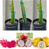 Vivaio Garden Forest 3 Piante di Pitaya, Varietà Gialla, Rossa, Bianca, H70-80cm, Pianta Frutto del Drago, Dragon Fruit, Pitaya frutto fresco, Pianta esotica, Frutto esotico, Pianta reale, Fiore
