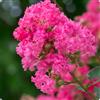 Vivaio di Castelletto Lagerstroemia indica Fuxia pianta in vaso ø19 cm con canna h 100/120 cm Colori a scelta Vivaio di Castelletto
