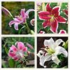 Generic Bulbi lilium|I colori brillanti sono eleganti e carini|Lampadine importate|Colori magnifici Special Bright-1,8Bulbis