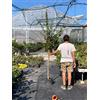 Vivaio di Castelletto Lagerstroemia indica pianta ad alberello in vaso ø26 cm h150 CM circa FOTO REALE Colori Misti