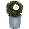 Vannucci Piante - Ilex crenata 'LUXUS ®Globe', Agrifoglio, Pianta vera in vaso, Pianta da esterno