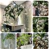 Generic 200 Semi di Clerodendrum Wallichii, Vaso per piante decorative Piante da giardino in vaso, Resistenti all'inverno per piante da balcone serra