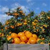 Generic semi di arancio resistenti al giardino, colonnari semi di balcone arancio 350pcs