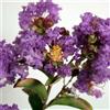 le Georgiche Vivai le Georgiche - Pianta vera di Lagerstroemia indica Indiya Charms Violet d'Eté Lillà delle Indie, Mirto crespo - vaso Ø 18 cm