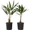 Plant in a Box - Trachycarpus Fortunei - Set di 2 - palma asiatica - palma Resistente - Palma a ventaglio - Vaso 21cm - Altezza 35-45cm