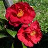 Vivaio Garden Forest - Camelia Japonica "Dr Burnside" - H 90 cm in Vaso Ø18 cm - Fiore Rosso Intenso Semidoppio - Pianta Acidofila da Giardino o Vaso
