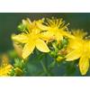 Vivaio di Castelletto Iperico Hypericum hidcote pianta in vaso 2 litri Vivaio di Castelletto