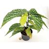 POWERS TO FLOWERS - BEGONIA MACULATA ANGEL WING, vaso 12cm diametro, pianta vera