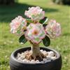 OPVDJD Rosa del deserto in Vasca:Colore Vivido/Decorazione per Casa e Giardino/per Ogni Spazio/Resistente e Facile da Curare-E-2 Rhizome