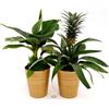 POWERS TO FLOWERS - PIANTA DEL BANANO e PIANTA DELL'ANANAS, DUO PIANTE DA FRUTTO TROPICALI, IN VASO CERAMICA ORO, vaso13CM, piante vere