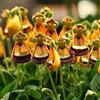 Generic 10 semi di Calceolaria Uniflora rari par plante de fleurs, par casa, jardin, tetto, finesra, 10 pièces, pour femmes, hommes, enfants, principes, jardins cadeaux