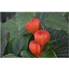 Seeds & Plants Shop by Ipsa Pezzi - 10x Alkekengi Officinarum Physalis Alkekengi Giardino Piante - Seme B81 - Seeds & Plants Shop by Ipsa