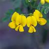 le Georgiche Vivai le Georgiche - Pianta vera di Coronilla emerus Hippocrepis emerus Scorpione senna - vaso Ø 8,5 cm - altezza alla vendita 20-30 cm