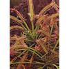 Generic - Drosera (Drosera capensis) - 200 semi incl. substrato