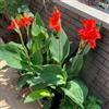 Generic - Bulbi di Canna Indiana - 4pcs, Rosso, Piante resistenti da esterno, Fiori da giardino, Colorati, Regali per gli amanti del giardino perenne resistente