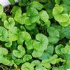 Generic semi di centella asiatica, centella asiatica, vecchi da giardino tappezzanti, biologici 500pcs