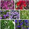 Generic Semi di Lobelia di primavera semi selvatici reali tagliati perenni selvaggio Lobelia estate giardino rocce 850pcs