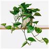 GardenersDream 1 x Epipremnum pinnatum Aureum in Vendita | Pianta da Interno in Cesto Pensile