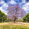 Generic semi di jacarandá decorativi 120pcs