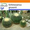 SAFLAX - Garden in the Bag - Cuscino della suocera - 40 semi - Echinocactus grusonii